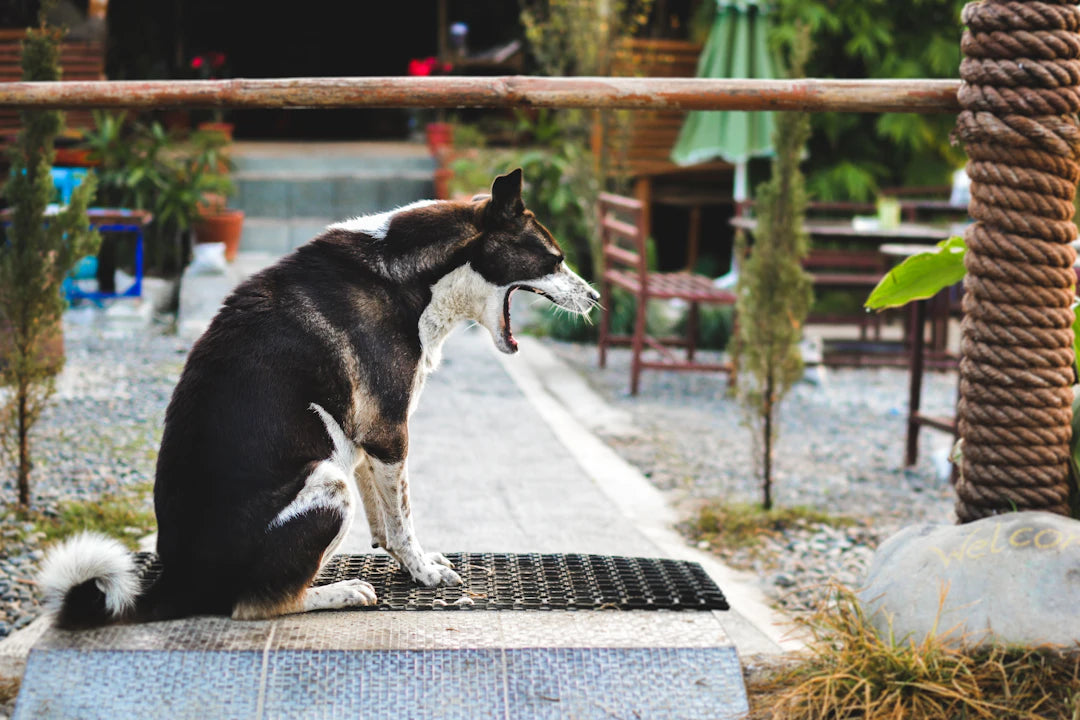 Traveling with Your Furry Friend Essential Tips for a Stress-Free Adventure