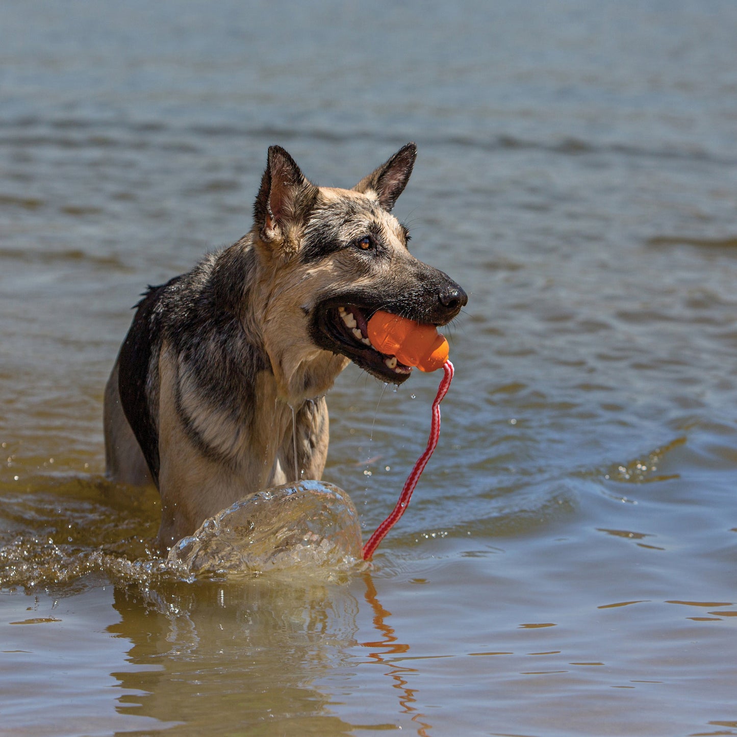 KONG Aqua Dog Toy 1ea/MD