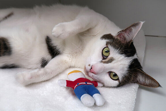 Multipet Mr. Bill Cat Toy 4 inch