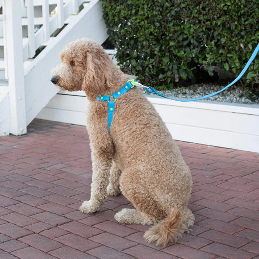 Canada Pooch Dog Waterproof Leash Blue S/M