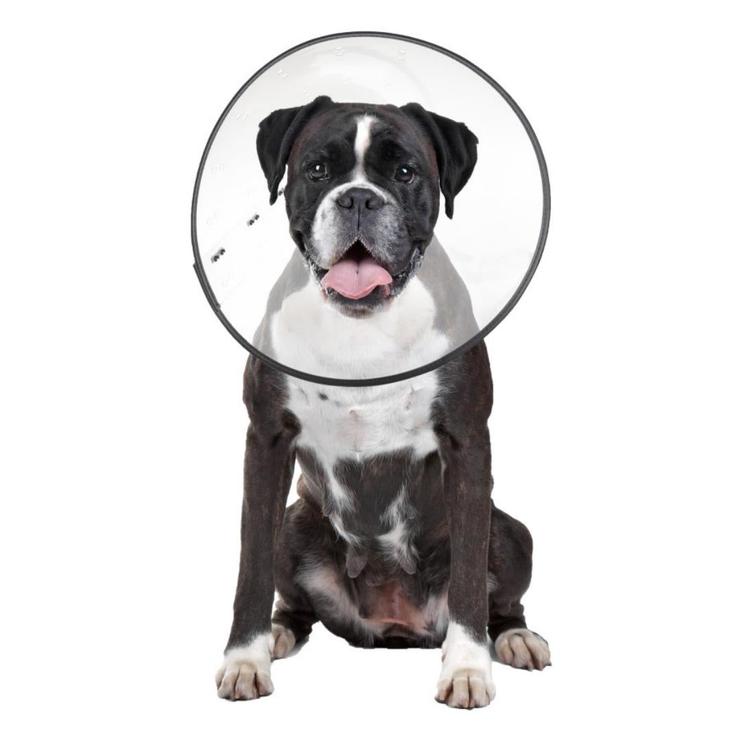 ZenPet E-Clear Plastic Recovery Collar 1ea/XL