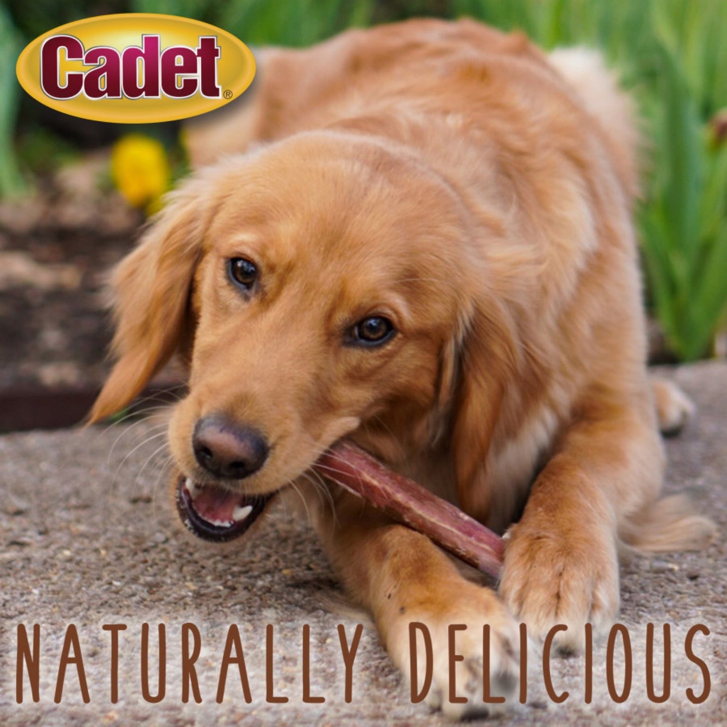 Cadet Large Bully Sticks 1ea/Large 3 ct