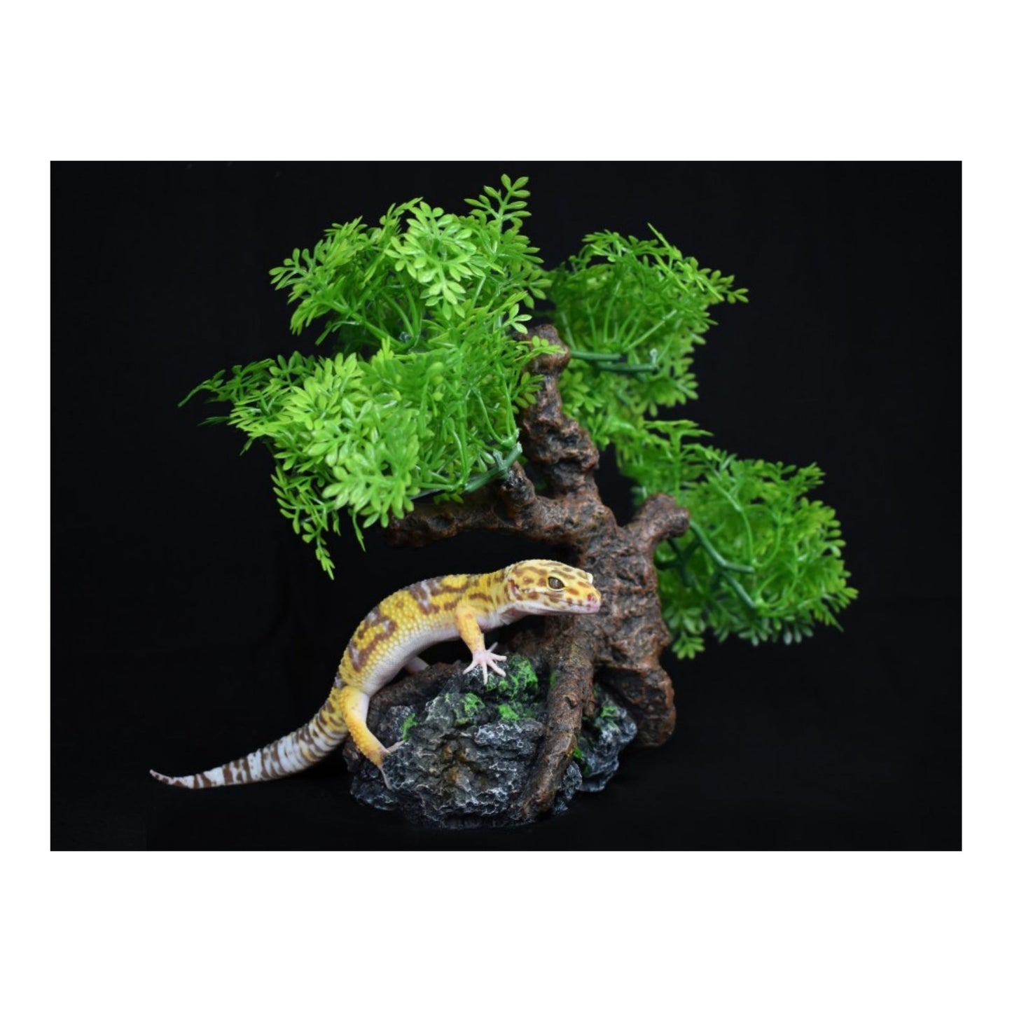 Komodo Bonsai Tree 1ea/17 in