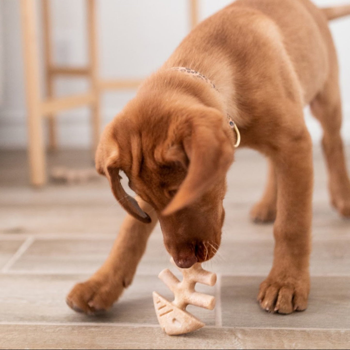 Benebone Puppy Pack Fishbone Dog Chew Toy Salmon, 1ea/XS|2 pk