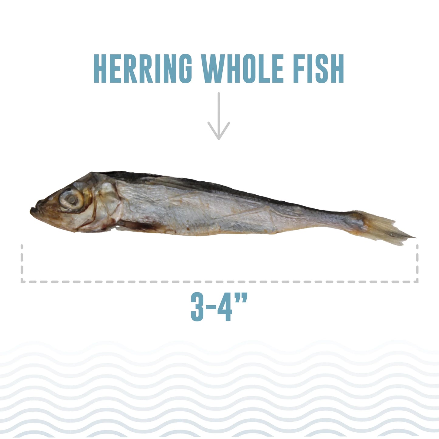 Icelandic Cat Herring Whole Fish 1.5oz.