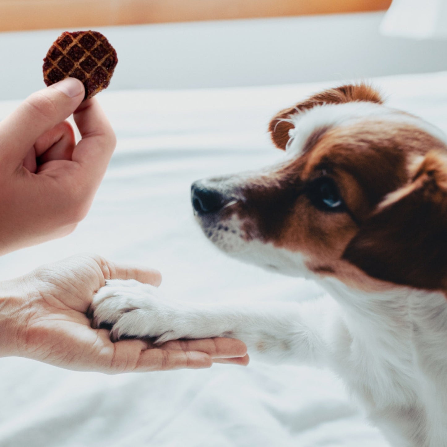 Farmland Traditions Dogs Love Pork Jerky Dog Treats 1ea/5oz.